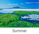 summer